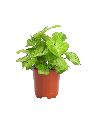 Syngonium Green Plant with 4 Inch Nursery Pot