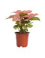 Syngonium Pink Plant with 6 Inch Nursery Pot