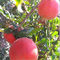 Dholka Pomegranate