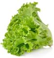 No fresh green lettuce