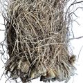 vetiver root