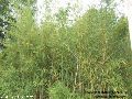 Bambusa Arundinacea Seeds
