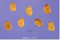 Centella Asiatica Seeds