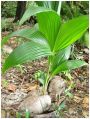 Cocos Nucifera Seeds