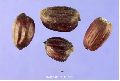Simmondsia Chinensis Seeds