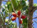 Sterculia Villosa Seeds