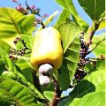 Oval Organic Yellow Loose raw cashew nut