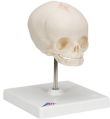 Human Fetal Skull Model