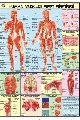 Human Physiology Chart Set of 32 Charts