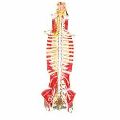 Human Spinal Cord Model