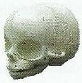 Infant Skull Model