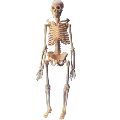 Bone Inlaid White Polished mini human skeleton model