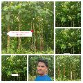 Burma teak wood plants