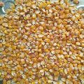 Maize Poultry Feed
