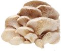 Light Brown Oyster Mushroom