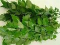 Organic Green Leaves fresh curry leaf