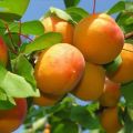 Organic Fresh Apricot