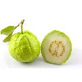 Green Organic fresh guava
