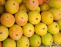 Organic Fresh Hapus Mango