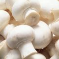 Cream fresh mushroom