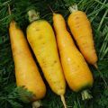 Organic fresh yellow carrot