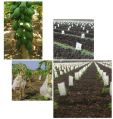 Papaya Plant Crop Cover