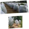 Pomegranate Tree Crop Cover