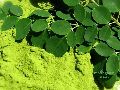 Moringa Herbal Leaves