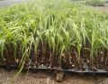 Sugarcane Seedling