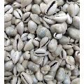 Girish Sea Sales White Natural Seashell Polished cowrie seashell