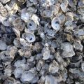 Natural colour natural oyster shell