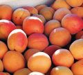 Natural Fresh Apricot