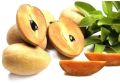 Natural Fresh Sapota fruits