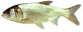 silver carp fish