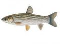 Silver grass carp fish