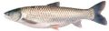 Silver mrigal fish