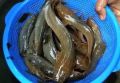 Brown Silver singhi fish