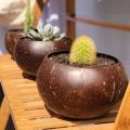 Coconut Shell Plant Pot
