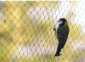 Bird Preventing Net