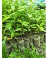 Organic Green terminalia myriocarpa plant