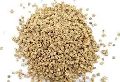 Haldibari palak  seeds