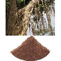 Banyan Fruit Powder