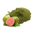 guava leaf powder