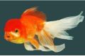 Red cap oranda, gold fish