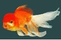 Red cap oranda gold fish