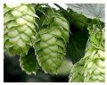 Hops Extract