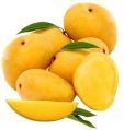 Organic Alphonso Mango