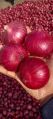 red onion