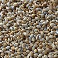 Organic Green Pearl Millet Seed