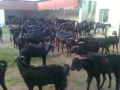 Black osmanabadi goats